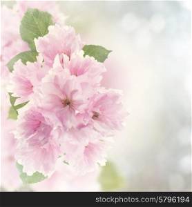 Digital Painting Of Cherry Blossom