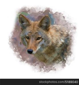 Digital painting of Coyote Portrait . Coyote Portrait ,digital painting