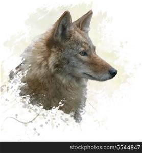 digital painting of coyote portrait. Coyote watercolor