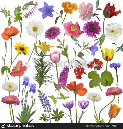 Digital Painting Of Flowers For Background