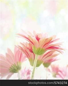Digital Painting Of Gerbera Flowers