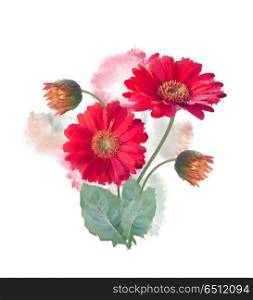 Digital painting of Gerbera Flowers . Gerbera Flowers watercolor