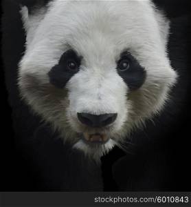 Digital Painting of Giant Panda Bear on Black Background