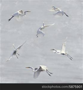 Digital Painting Of Great White Egrets In Flight