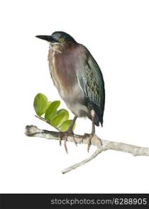 Digital Painting Of Green Heron Perching