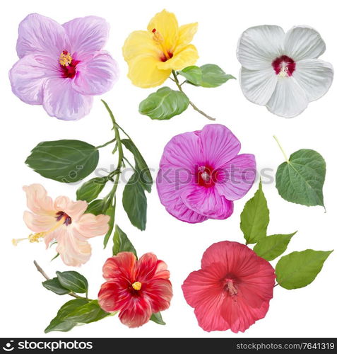 Digital Painting of Hibiscus flowers isolated on white background