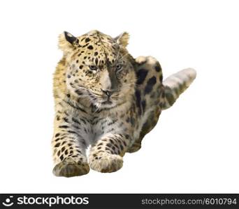 Digital Painting of Leopard Portrait isolated on white background