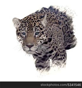 Digital Painting of leopard portrait. Leopard head watercolor