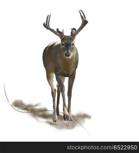 Digital Painting of Male Deer . Male Deer watercolor
