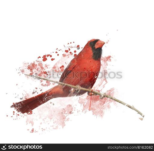 Digital Painting of Male Northern Cardinal Perching on a Branch