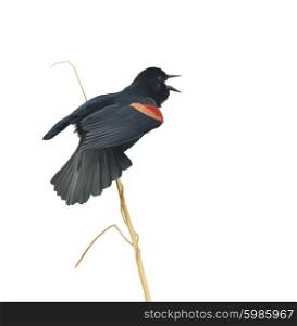 Digital Painting of Male Red-winged Blackbird on White Background