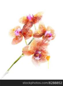 Digital Painting Of Orchid Flower