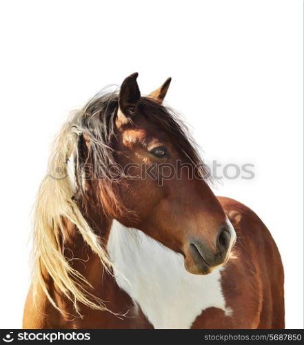 Digital Painting Of Paint Horse On White Background
