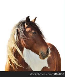 Digital Painting Of Paint Horse On White Background
