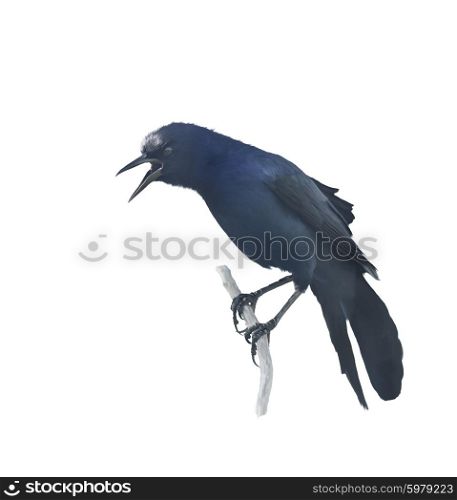 Digital Painting of Perching Blackbird