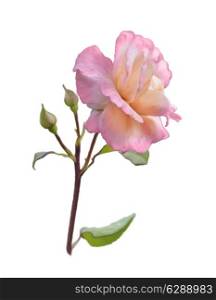 Digital Painting Of Pink Rose Branch Isolated On White Background