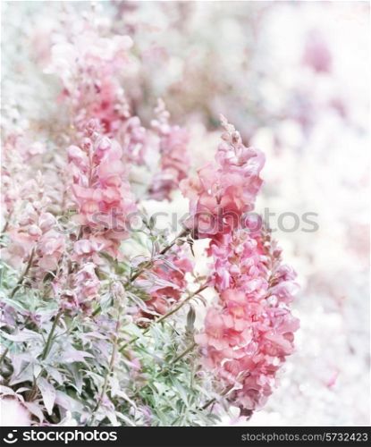 Digital Painting Of Pink Snapdragon Flowera