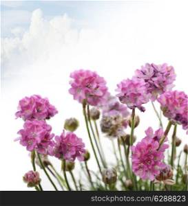 Digital Painting Of Purple Flowers