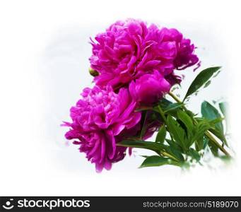 Digital painting of Purple Peony Flowers. Purple Peony Flowers painting