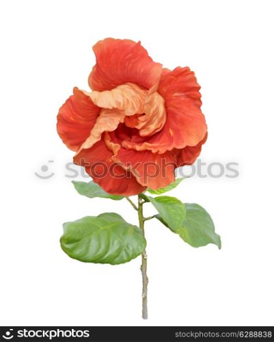 Digital Painting Of Red Hibiscus Flower Isolated On White Background