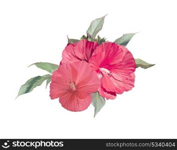 Digital Painting of red hibiscus flowers. red hibiscus flowers watercolor