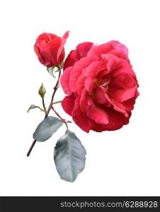 Digital Painting Of Red Rose Isolated On White Background