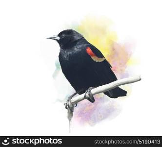 Digital Painting of Red-Winged Blackbird. Red-Winged Blackbird watercolor