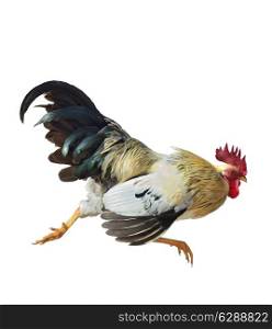 Digital Painting Of Running Rooster Isolated On White