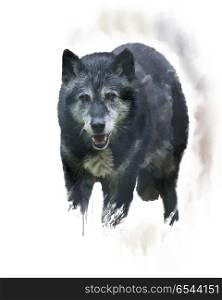 Digital Painting of Timber Wolf. Timber Wolf watercolor