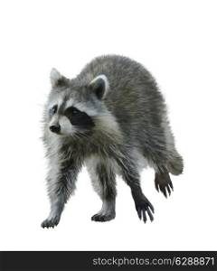 Digital Painting Of Walking Raccoon
