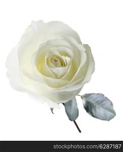 Digital Painting Of White Rose