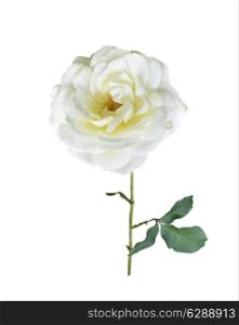 Digital Painting Of White Rose Branch