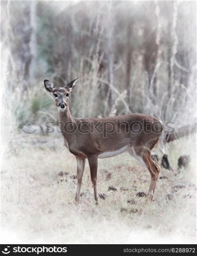 Digital Painting Of White-tailed Deer