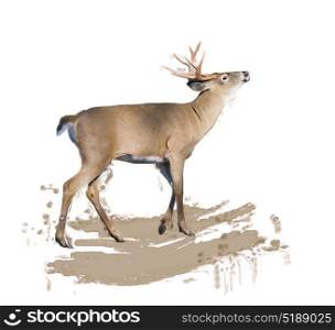 Digital painting of White-tailed deer. White-tailed deer painting