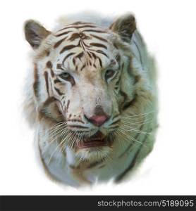 Digital painting of White Tiger portrait. White Tiger Watercolor painting