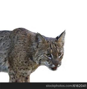 Digital Painting of Wild Bobcat