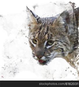 Digital Painting of Wild Bobcat Portrait