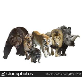 Digital Painting Of Wild Mammals Isolated On White Background
