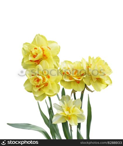 Digital Painting Of Yellow Daffodil Flowers Isolated On White Background