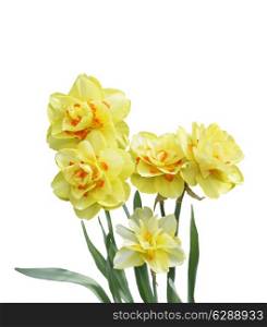 Digital Painting Of Yellow Daffodil Flowers Isolated On White Background