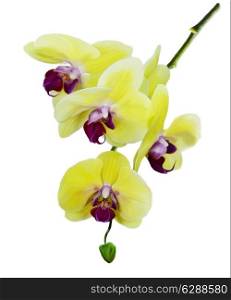 Digital Painting Of Yellow Orchid On White Background