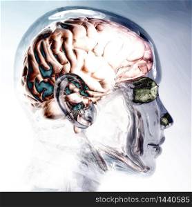 Digital Visualization of a Human Brain