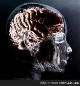 Digital Visualization of a Human Brain