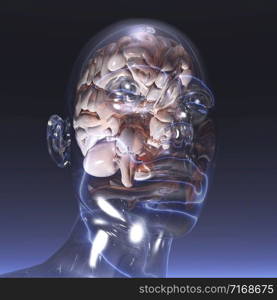 Digital visualization of a human brain