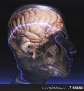 Digital visualization of a human brain