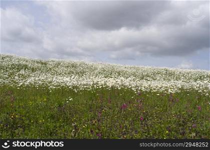 Dike with daisies and cuckoo flowers in bloom on the island Tiengemeten in the Netherlands.