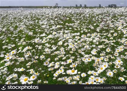 Dike with daisies in bloom on the island Tiengemeten in Netherlands.