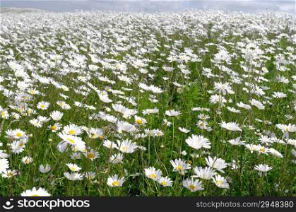 Dike with daisies in bloom on the island Tiengemeten in The Netherlands.