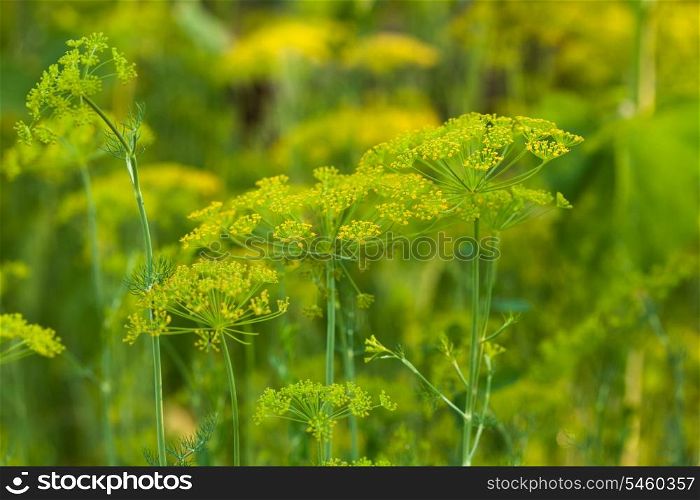 Dill flowers in the garden close up