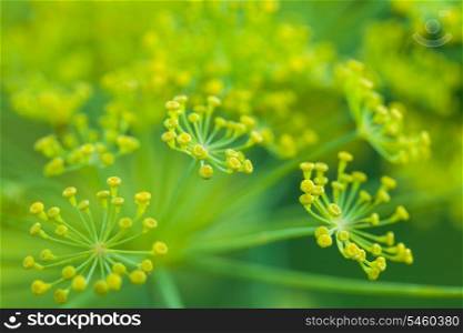 Dill flowers in the garden close up